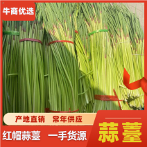 红帽蒜薹精品只做精品一手货源大量供货价格有优势