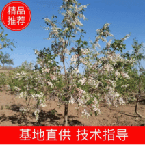 文冠果树苗，红花文冠果树苗，文冠果杯苗，高产文冠果树苗