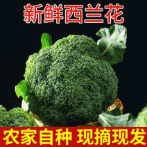 精品西兰花，产地直发，价格合理可对接商超市场