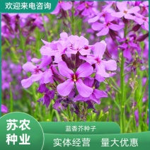 蓝香芥种子多季开花易种活的室内阳台绿植盆栽庭院花卉种子花