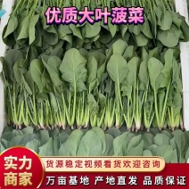 『精品菠菜』潍坊大叶菠菜规格齐全实图实价质量保障视频看货