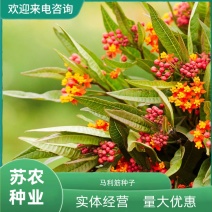 花卉盆景