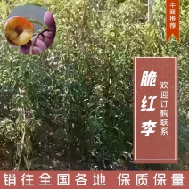 脆红李子苗嫁接苗规格齐全当年挂果南北方种植技术指导易成活