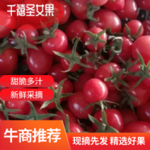 安阳千禧圣女果/滑县圣女果/河南千禧圣女果/价格优惠