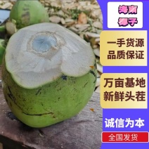 海南椰子/带皮青椰/文昌椰子/带皮椰子全国代办