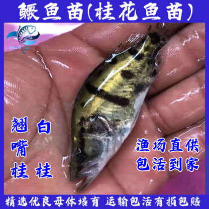 鳜鱼苗价格行情