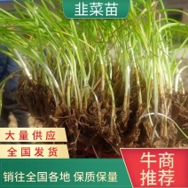 江苏徐州丰县韭菜苗大量供应货源充足一件代发对接各种平台