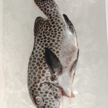 胡椒鲷鱼-活杀极冻胡椒鲷鱼批发-海南生鲜供应胡椒鲷