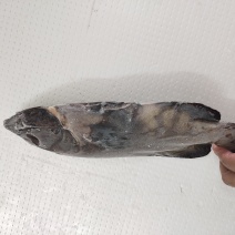 蓝星斑-活杀极冻蓝星斑批发-海南生鲜供应蓝星斑