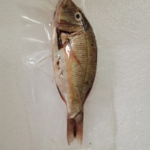 西沙笠鱼-活杀极冻笠鱼批发-海南生鲜供应笠鱼