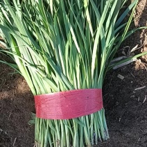 优质韭菜乐亭韭菜，产地发货大量上市货源充足