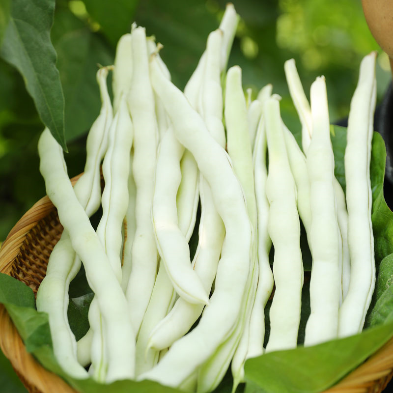 龙泉翠玉302九粒白芸豆种子高产压塌架豆角种子早熟无筋豆