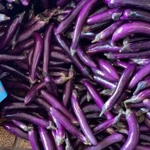 【茄子】精品长茄大量上市产地直发质量上乘对接商超