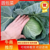 【推荐】广西横州市大量甘蓝圆白菜一手货源欢迎咨询