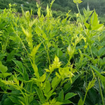 高品质藤茶产地发货张家界莓茶藤茶欢迎咨询合作