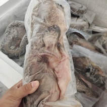 三去石斑鱼-活杀极冻石斑鱼供应商家-海南石斑鱼