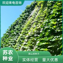 爬山虎种子爬墙的种籽爬墙虎种子爬藤植物攀爬植物种子常绿耐