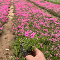 [荐]青州芝樱基地直供