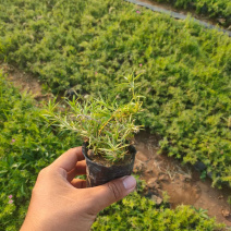 [荐]山东芝樱基地