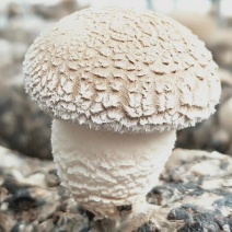各种规格香菇菌棒厂家直销价格优惠，欢迎咨询采购