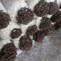 平菇菌棒，食用菌厂家直销量大价优欢迎咨询