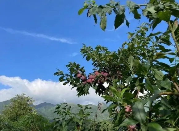 红景李果园实景图