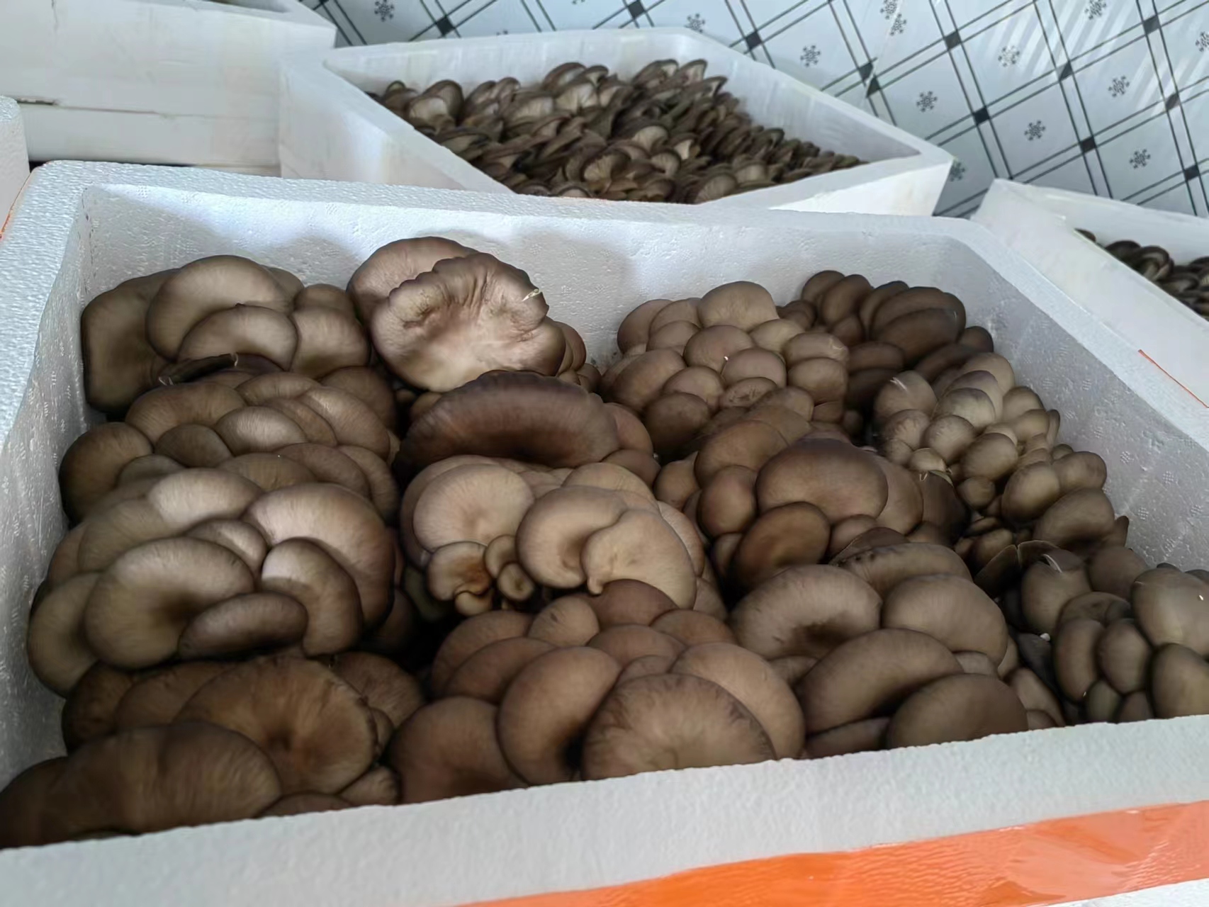 图示黑平菇在红烧菜肴中的使用效果,突出其浓郁风味 黑平菇烹饪展示图