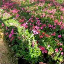 [荐]丛生福禄考种植基地