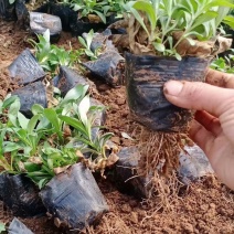 [荐]宿根福禄考批发基地