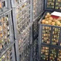 【金太阳杏】大量上市一手货源聊城产地直供质量保证