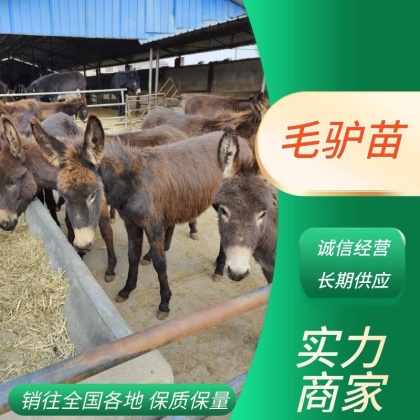 驴苗价格行情