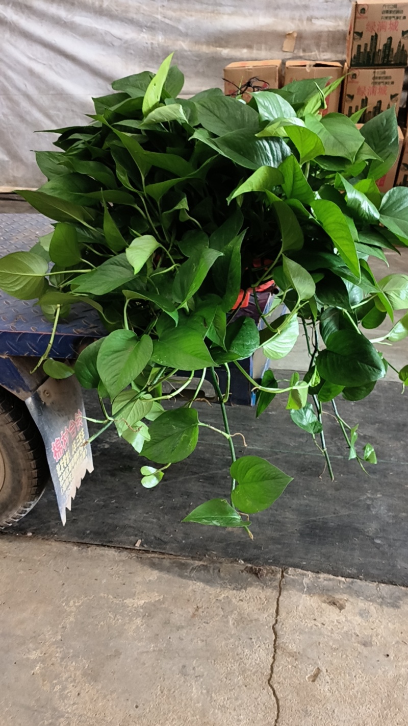 本人常年经营广州绿萝,180/110/360,品种多,易养活,一手货源,供货量大
