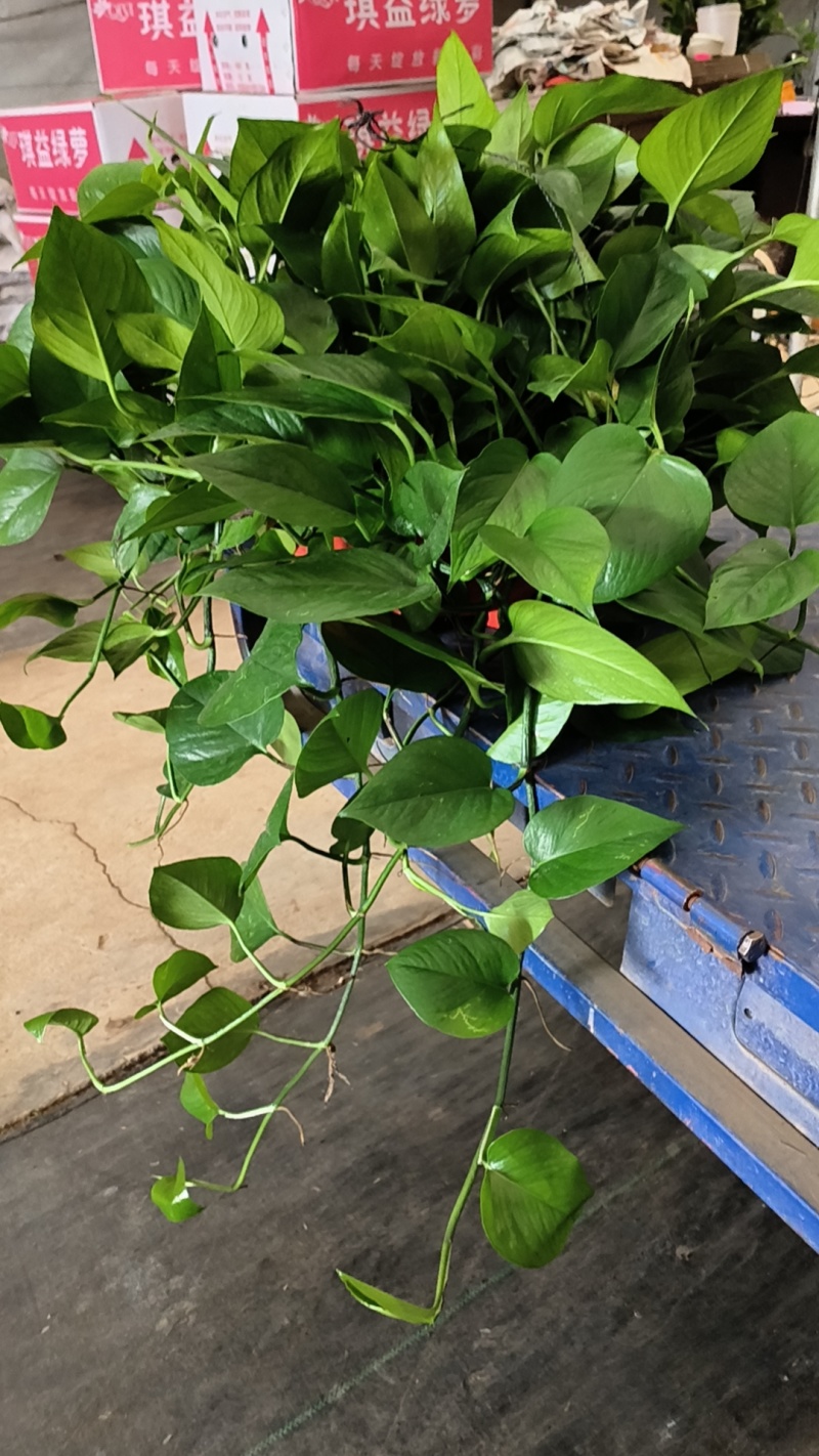 本人常年经营广州绿萝,180/110/360,品种多,易养活,一手货源,供货量大