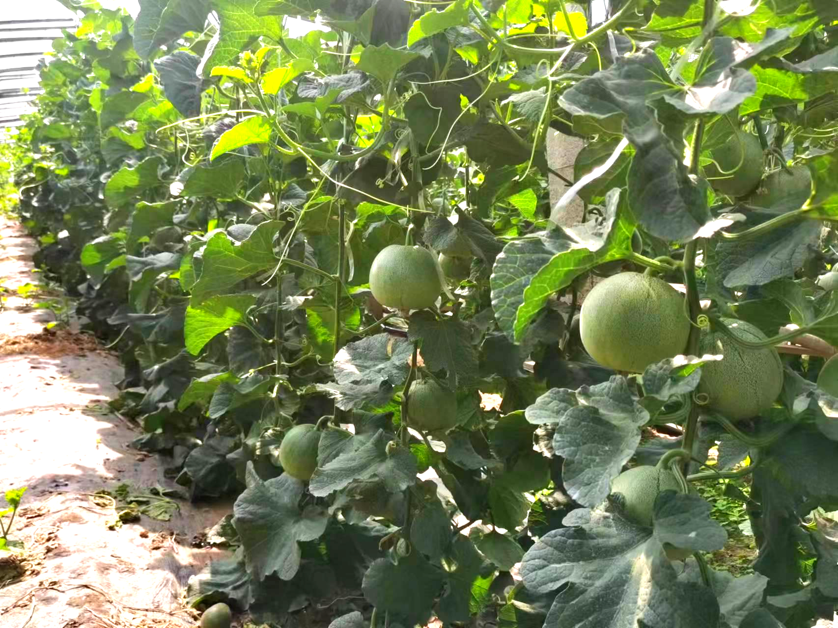 一个热闹的农贸市场甜瓜摊位,整齐摆放着不同品种的甜瓜,包括绿宝甜瓜、网纹瓜和羊角蜜,摊主正在为顾客称重,背景有“今日特优甜瓜”的手写招牌,阳光透过遮阳棚洒下 甜瓜市场摊位全景