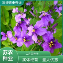二月兰花种子四季种易活二月兰花籽多年生宿根种子耐阴