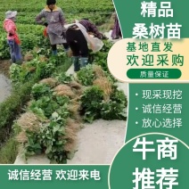 正宗广西杂交桑树苗现挖现发基地直供一手货源诚信经营