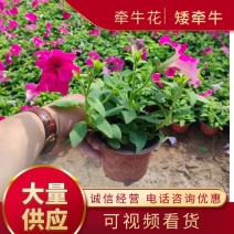 【牛商】牵牛花青州矮牵牛苗圃直发货源充足可视频看