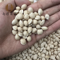 白扁豆七彩百草中药材多种规格产地供应