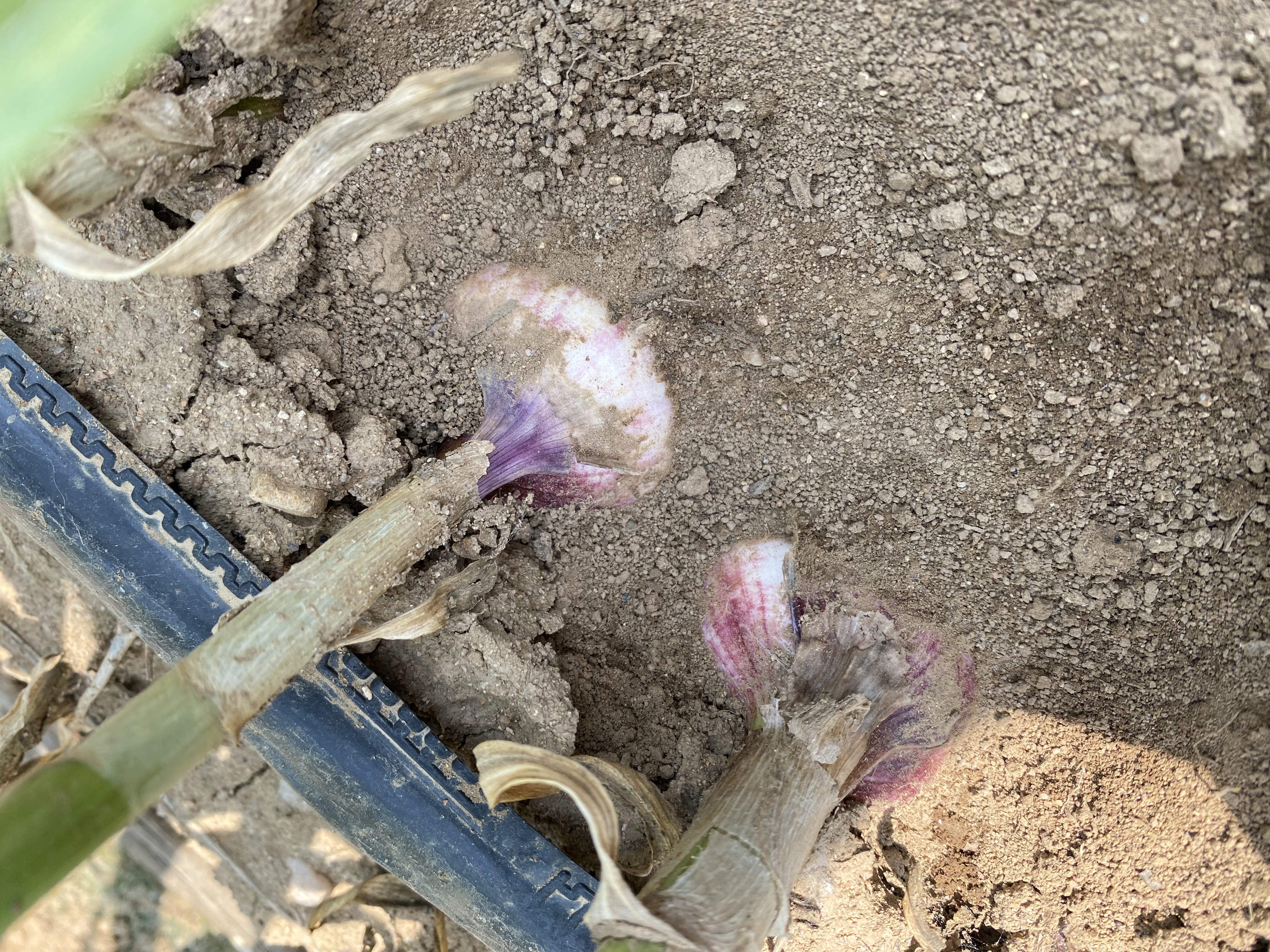 成堆的独头蒜在田间整齐摆放晾晒,蒜头饱满圆润,表皮呈紫红色,农民正在翻动检查,天空晴朗,地面干燥,体现良好的采后管理流程 独头蒜采收后田间晾晒场景