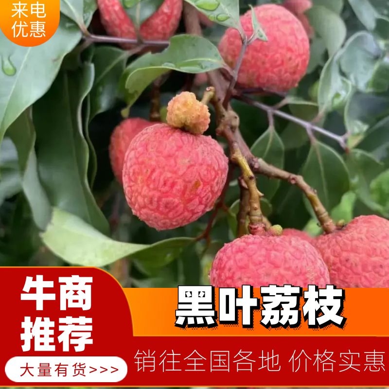 [黑叶荔枝批发]广西玉林博白县荔枝 1.50元/斤【热】黑叶荔枝 _ 一亩田