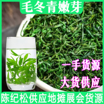 新茶苦丁茶毛冬青茶嫩芽四川宜宾毛冬青小叶苦丁茶散装批发