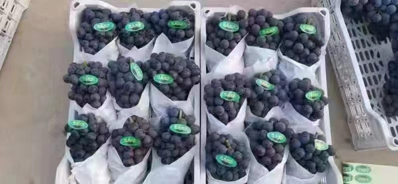 一串夏黑葡萄被纸巾包裹后放入透明保鲜袋,放置于冰箱冷藏室蔬果格中,温度显示为4°C,标签注明‘新鲜葡萄,请勿水洗后储存’ 冰箱保鲜层中存放的夏黑葡萄,包装规范