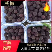 慈溪杨梅大量上市可代发产地发货电商品质欢迎订货