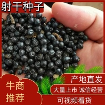 射干种子纯新射干种子射干籽包芽率包邮，可在线上交易