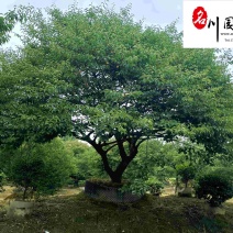 供应红梅树红梅小苗古桩红梅成都红梅种植户红梅价格