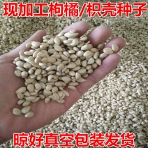 新采枸橘种子枳壳种子枸桔红橘柑橘香橙脐橙籽嫁接砧木树种子