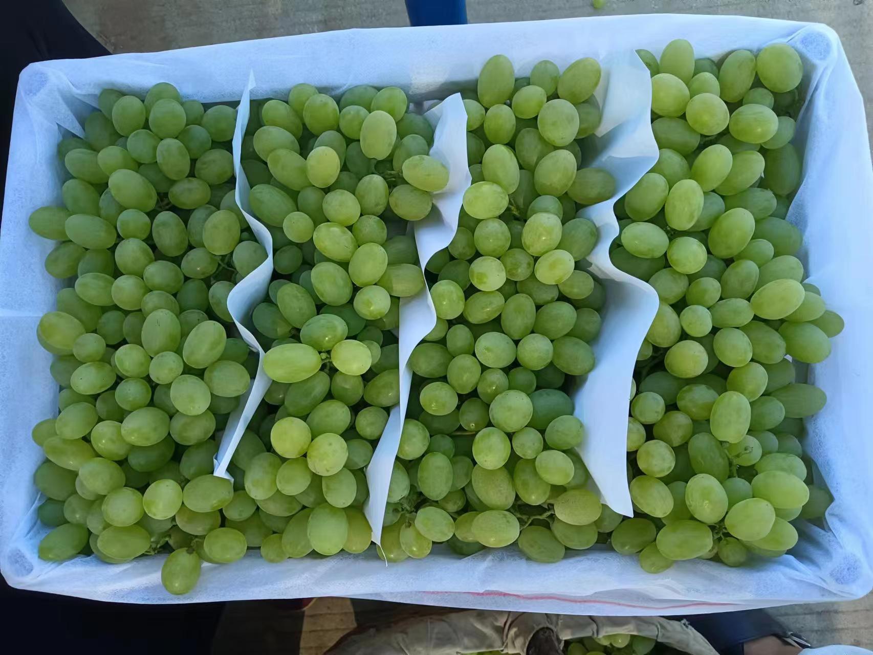 维多利亚葡萄与其他水果搭配在沙拉碗中,色彩鲜艳,清新自然 维多利亚葡萄用于水果沙拉的搭配图