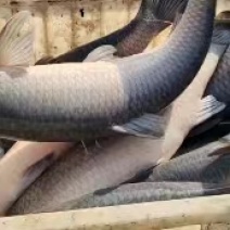 下钓池大青鱼10万斤，规格齐全，可视频看货，供应全国市场