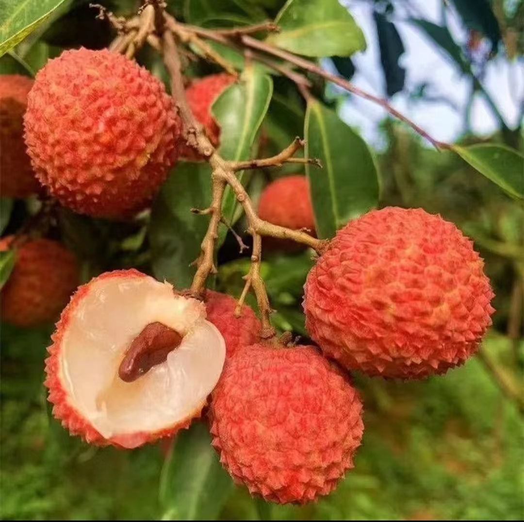 正宗桂味荔枝与假桂味荔枝对比图