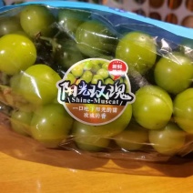 标签阳光玫瑰亮光材质+UV品种齐全，量大从优